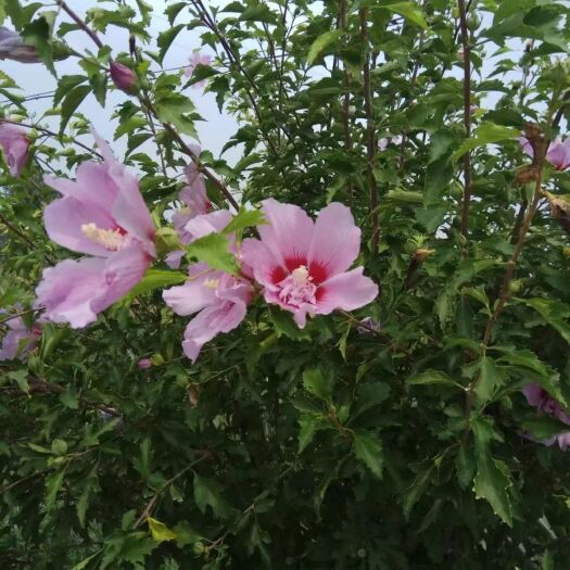 泰安3公分木槿花4公分木槿花5公分木槿花
