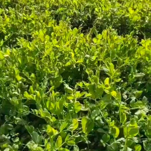 河南县6月底豌豆尖、碗豆苗上市，现开始预定
