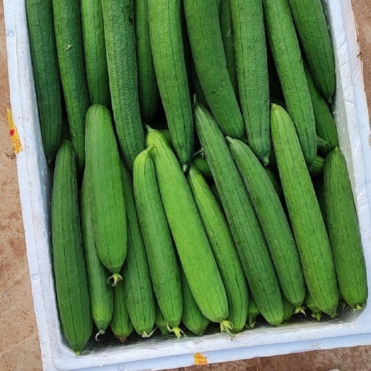 遂宁丝瓜