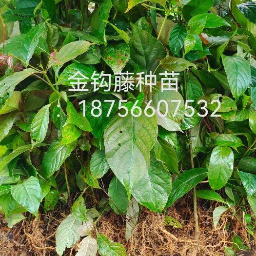 东至县金钩藤种苗双钩红边金钩藤，金双钩藤苗