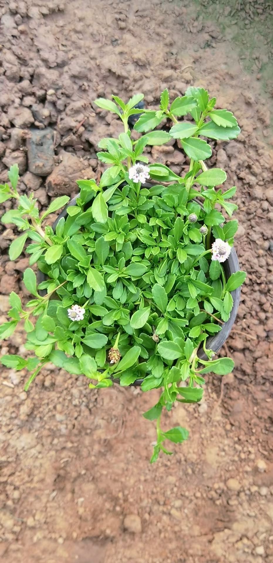 青州市锦岩垂草