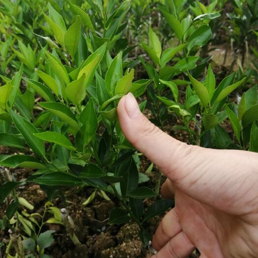灵山县陈皮柑