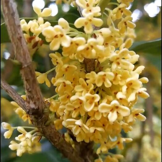 昆明桂花鲜货
