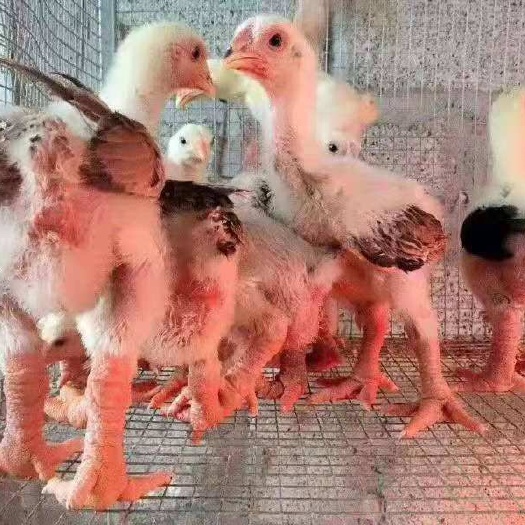 南宁东涛鸡鸡苗（脱温苗）可免费提供技术指导