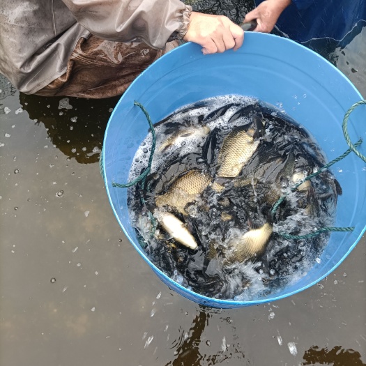 重庆市大量出售湘云鲫成鱼及苗鱼