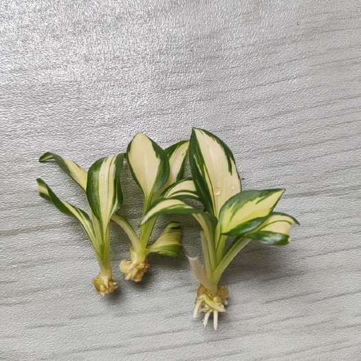南靖县玉簪组培苗，平分秋色