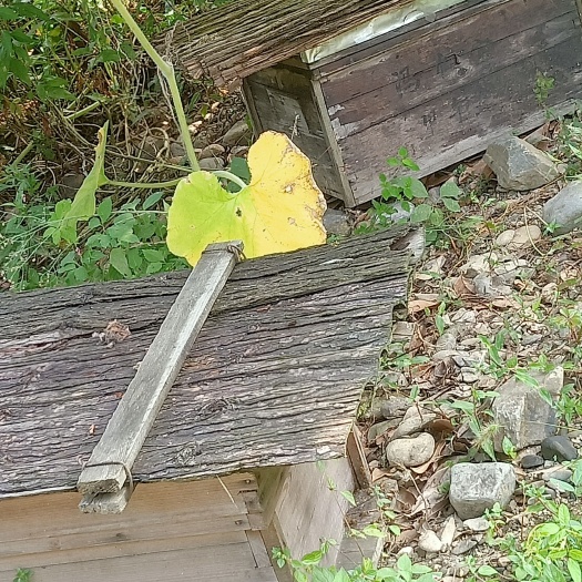 铜鼓县农村深山正宗土蜂蜜