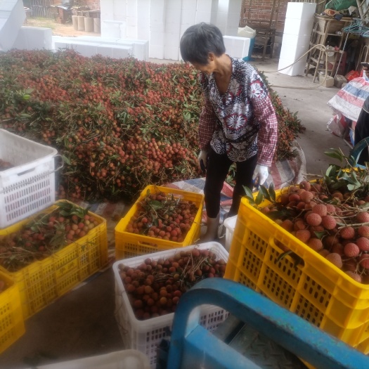 高州市白蜡