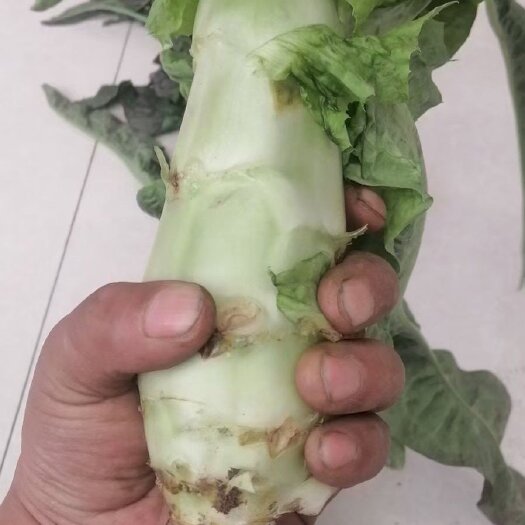 兰州红叶莴笋