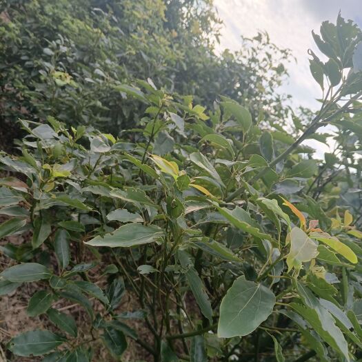 马山县龙脑樟
￼

 龙脑樟树(提取天然冰片的原材料，也是驱蚊子的