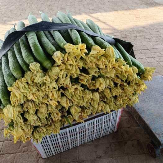 濮阳县基地直供鲜花丝瓜