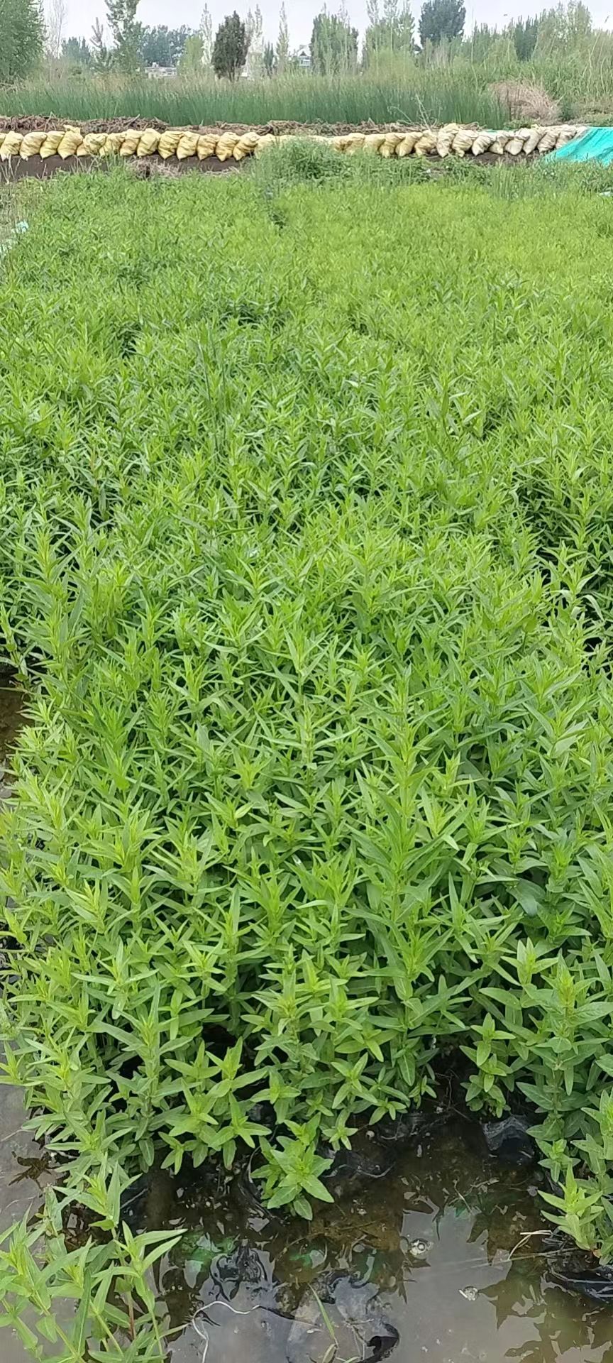盆栽千屈菜，
