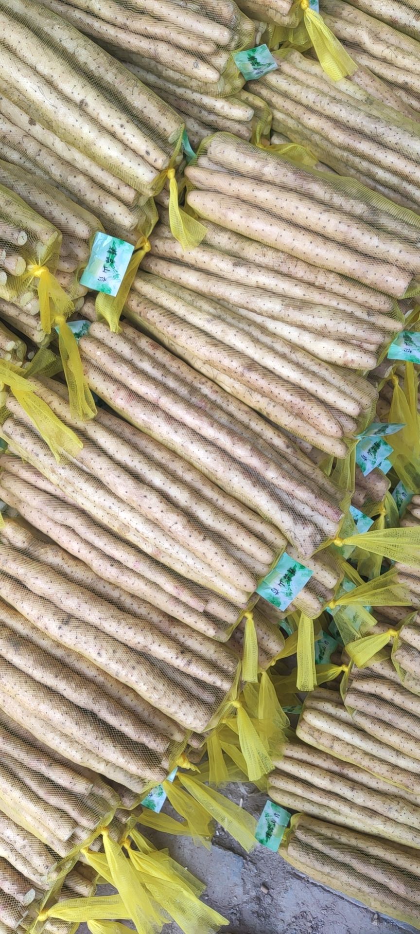 小白嘴山药  紫药