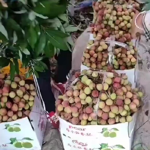 灵山县灵山妃子笑