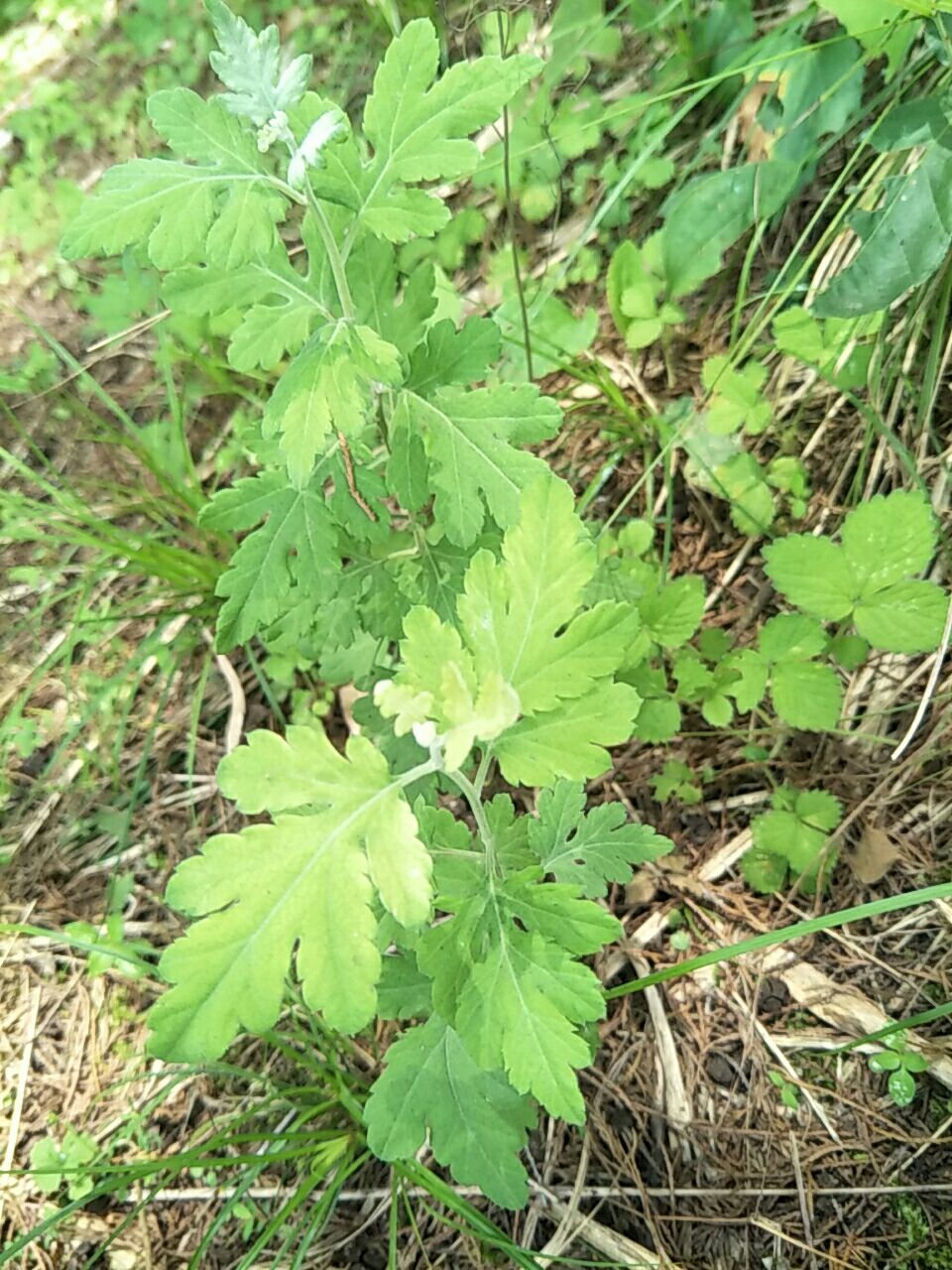 野菊花苗，天然生长，无化肥农药污染，绿化，盆栽，药材种植好！