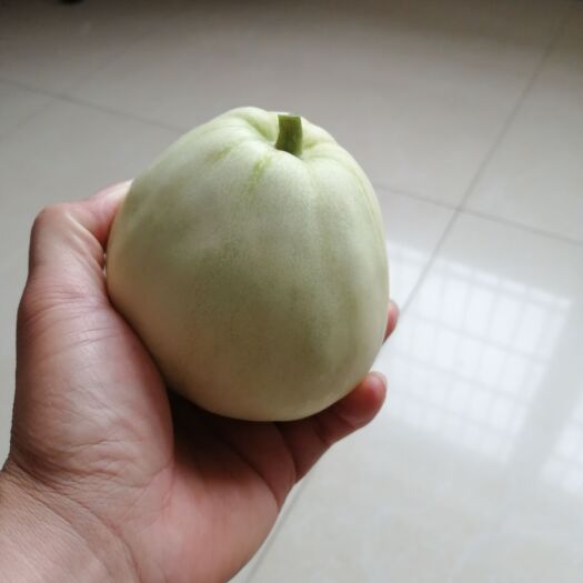 宾阳县甜瓜 优质珍珠香瓜