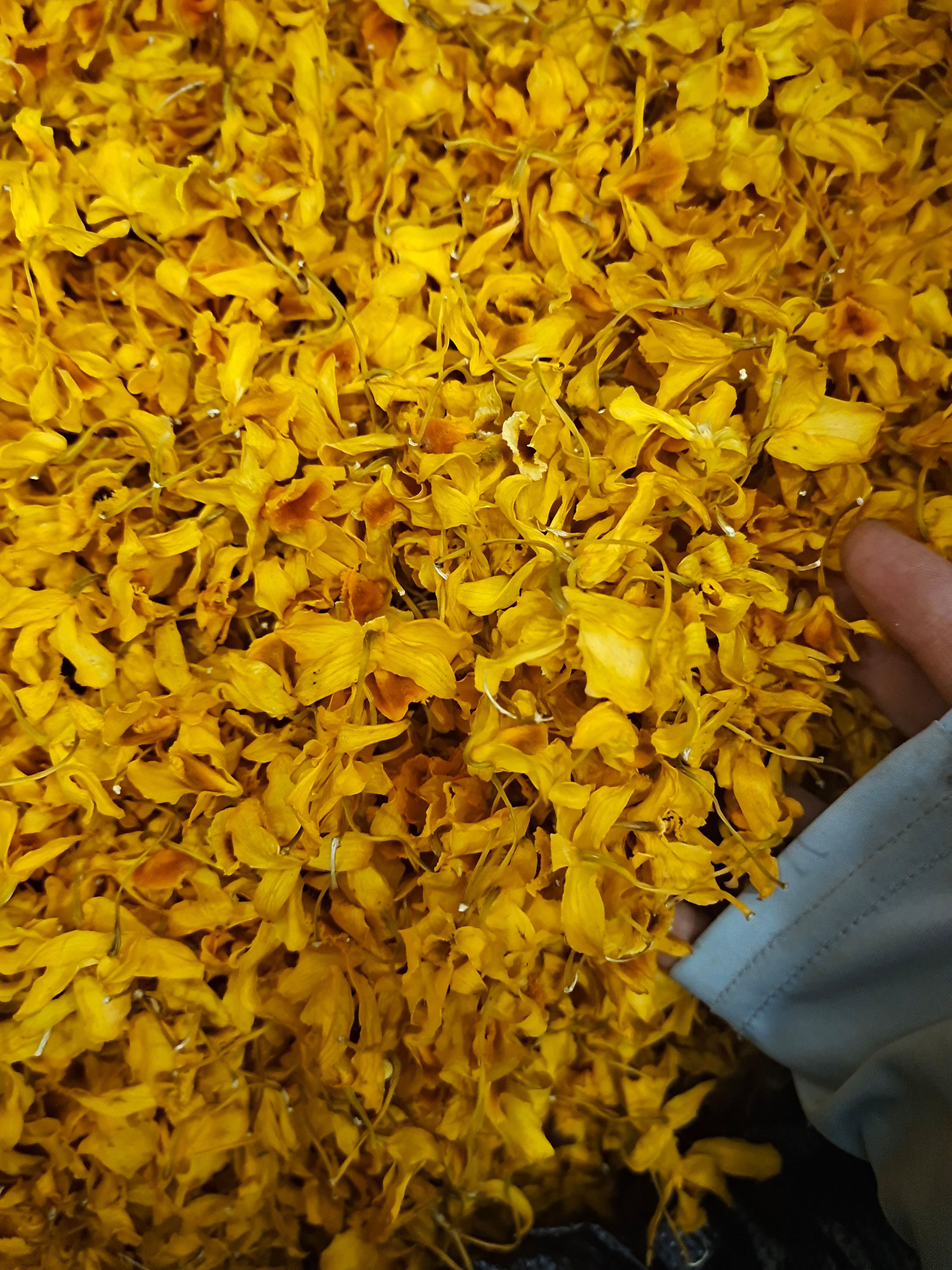 石斛花 石斛花干 鼓槌石斛花 颜色好干净石斛花 地道中药材石