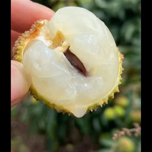 廉江市妃子笑价格实惠，产地直销，货源充足，需要老板请联系式