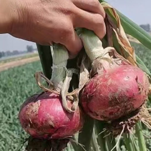 长沙县洋葱