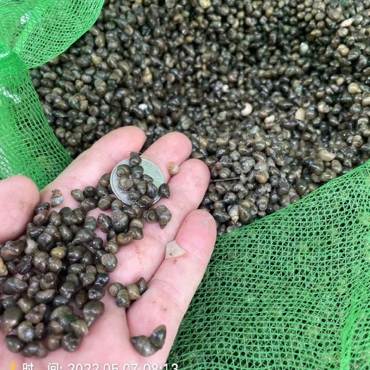 潜江市米螺  蚂蝗开口料