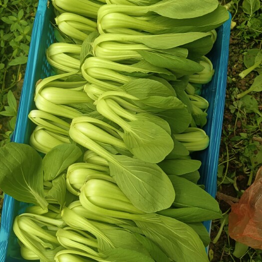 上海本地小青菜没有黄叶，没有虫眼