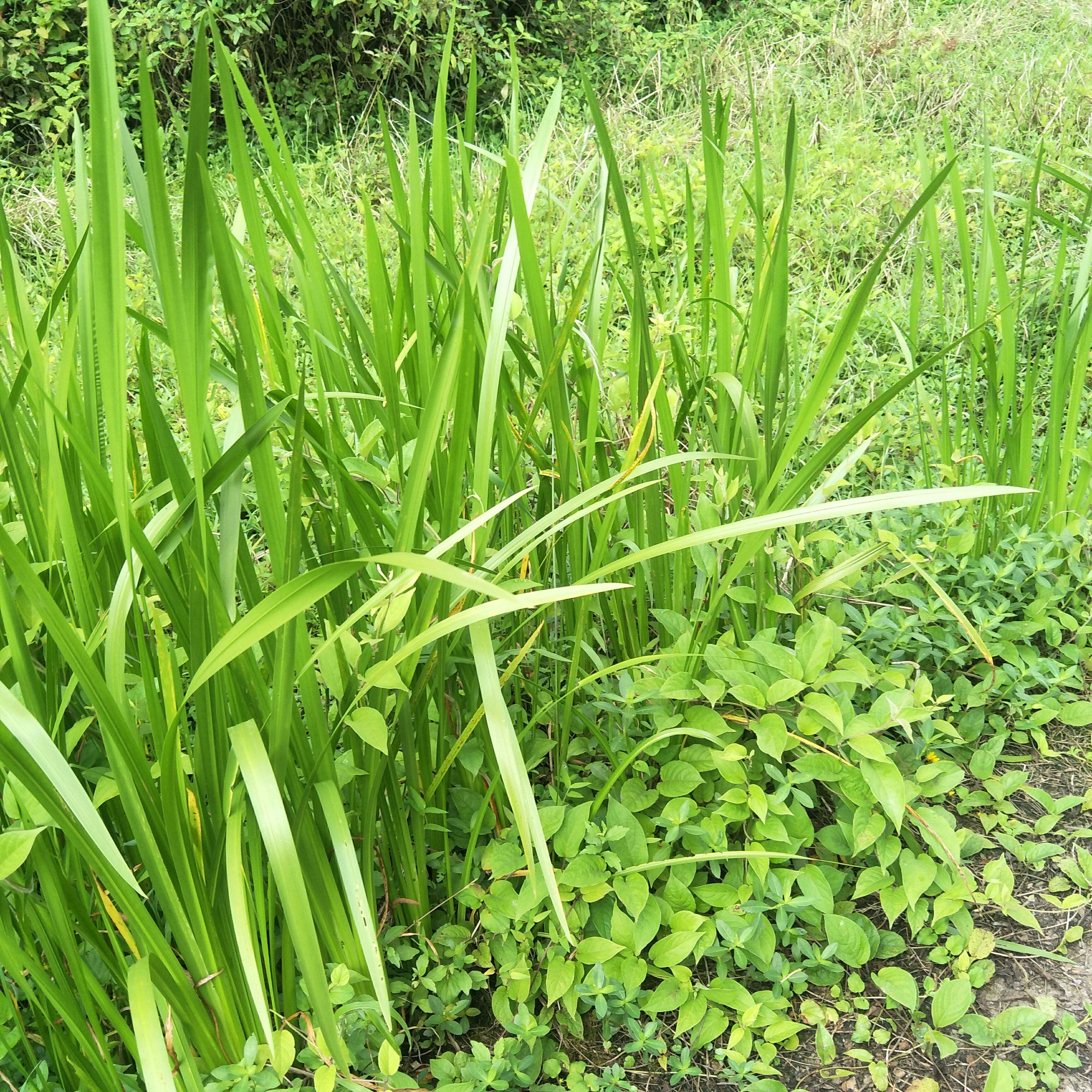 野生水蒲，天然生长，绿化盆栽，河堤，庭院池塘浅水陆地均易成活