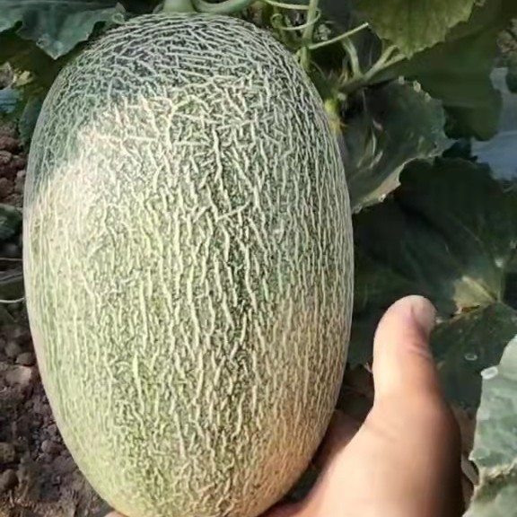 质量保证，有想法联系我