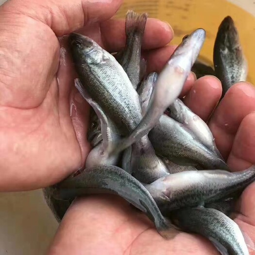 湖州鲈鱼，加州鲈鱼，大口鲈