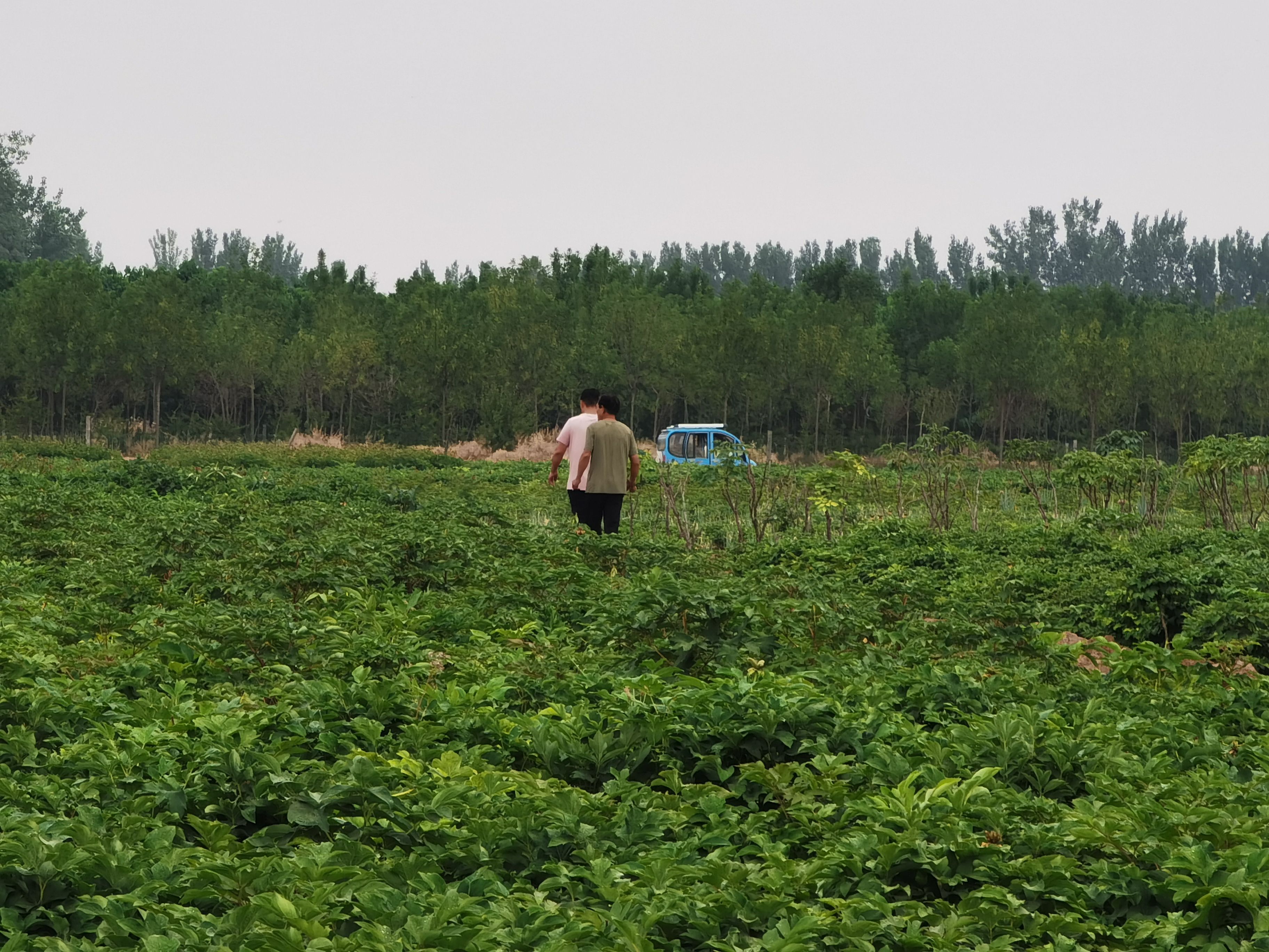 百园红霞经典牡丹品种，不易生病，开花率高，花型稳定，菏泽发货