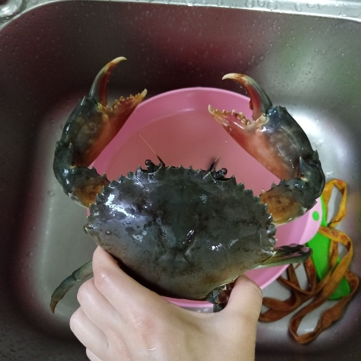 三门县公蟹正宗三门青蟹高头档蟹品质保证自家塘里当天抓捕当天发货