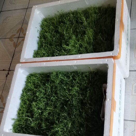 蠡县水培豌豆苗