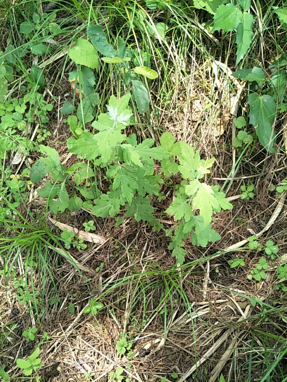 野菊花苗，天然生长，无化肥农药污染，绿化，盆栽，药材种植好！