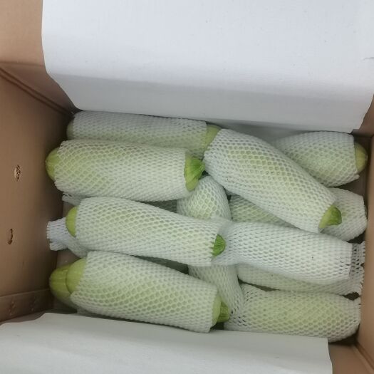 临洮县精品西葫芦
