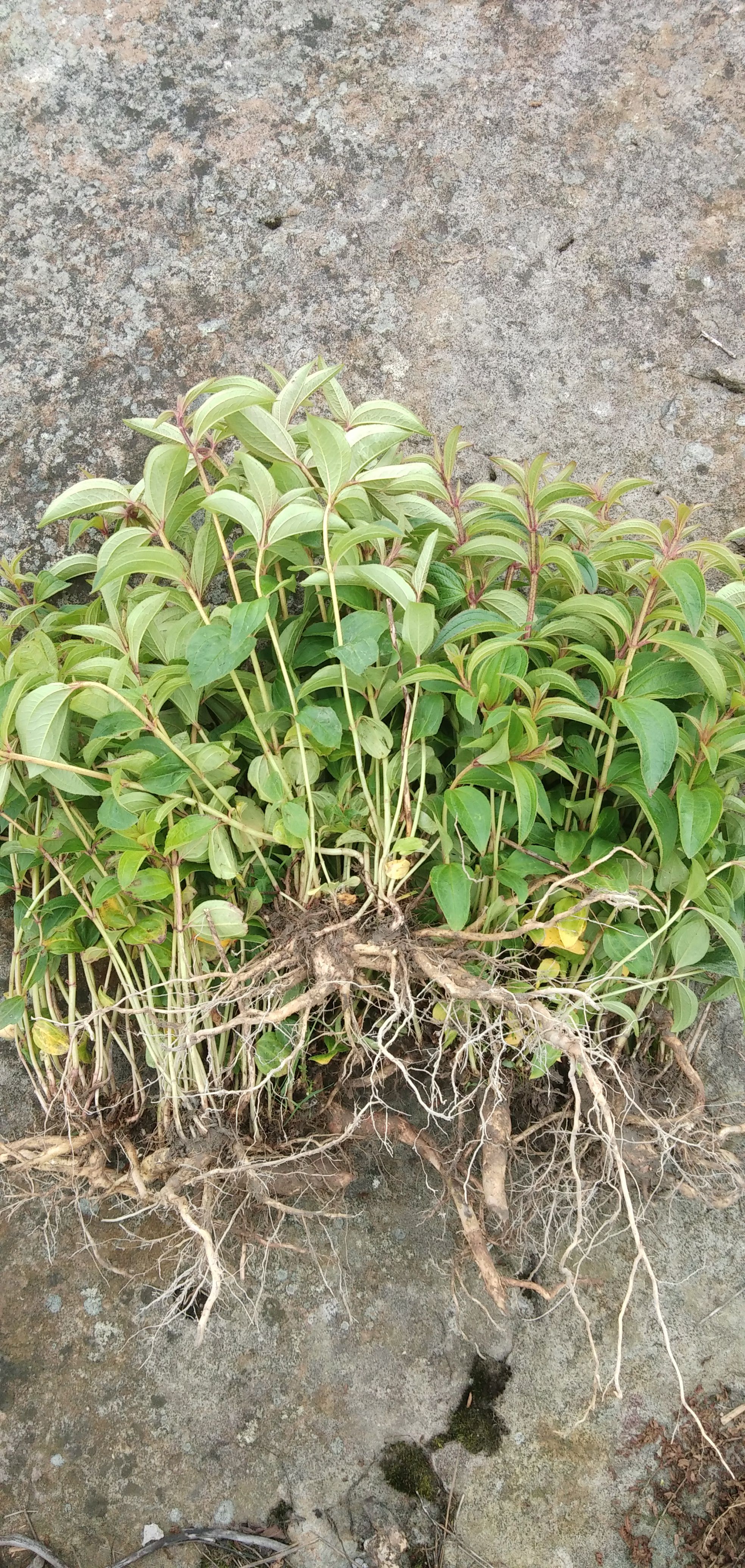 中草药牡丹根叶全株 生鲜中草药材山石榴大金古稔龅牙