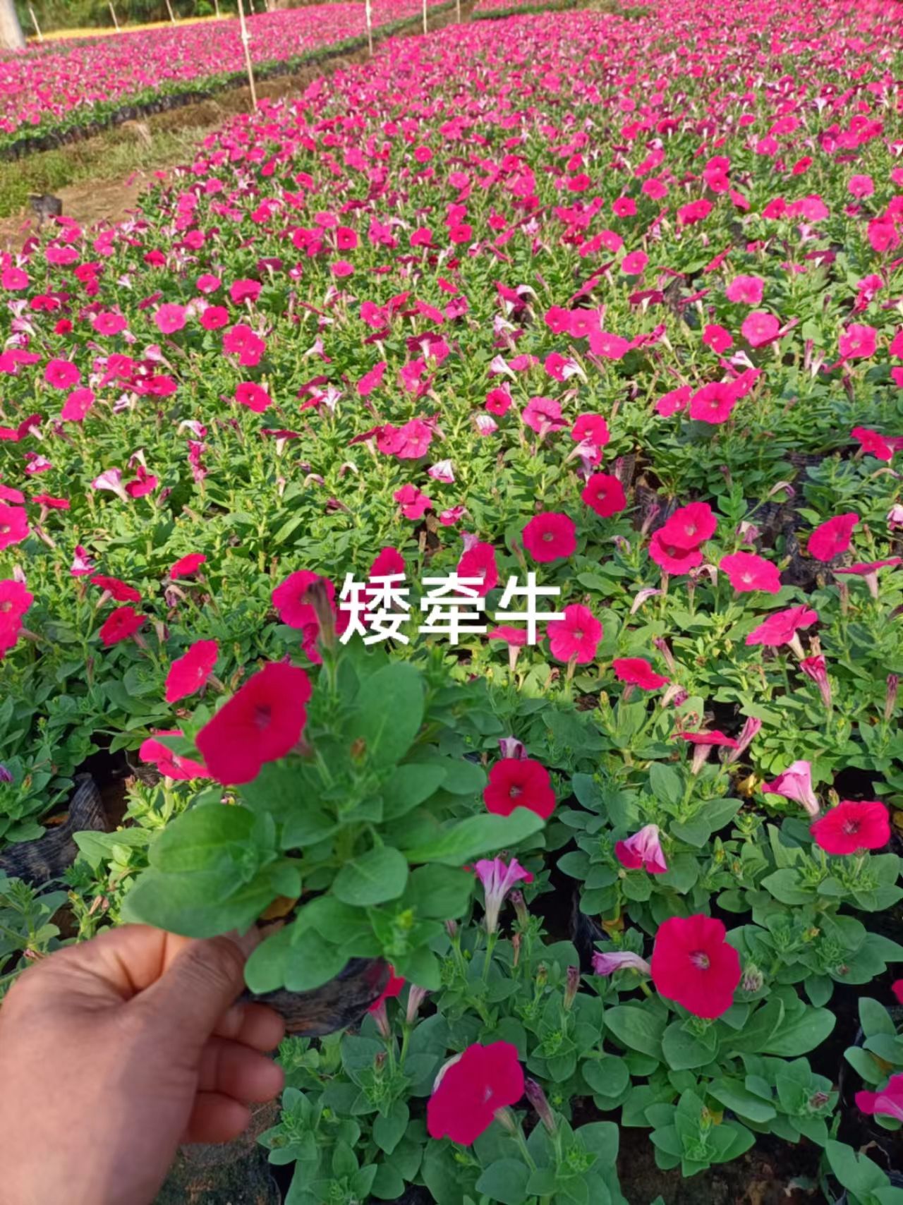 欧石竹杯苗
