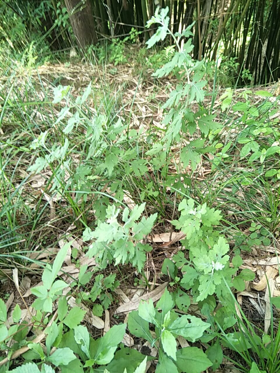 野菊花苗，天然生长，无化肥农药污染，绿化，盆栽，药材种植好！