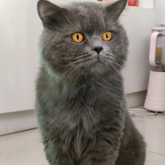 舞钢市英短蓝猫健康活泼无病无癣公母都有两个月疫苗一针