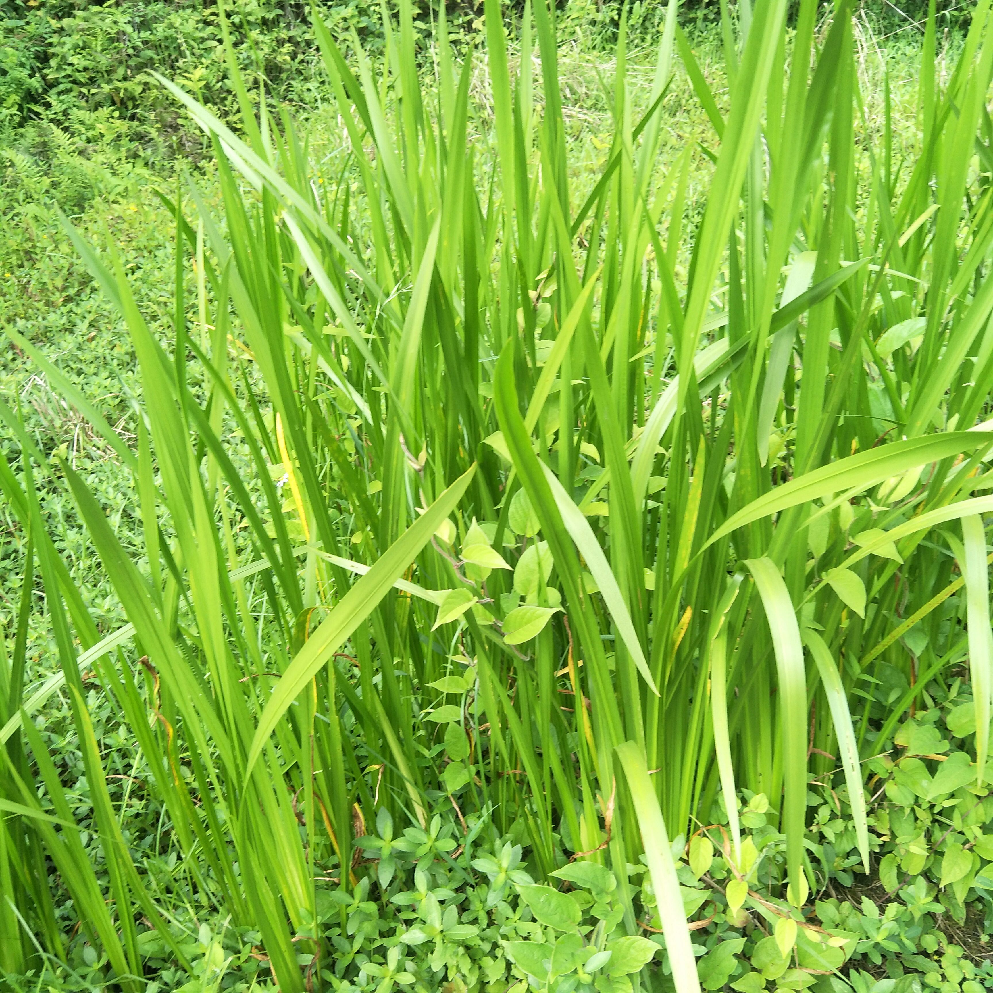 蓬安县野生水蒲，天然生长，绿化盆栽，河堤，庭院池塘浅水陆地均易成活
