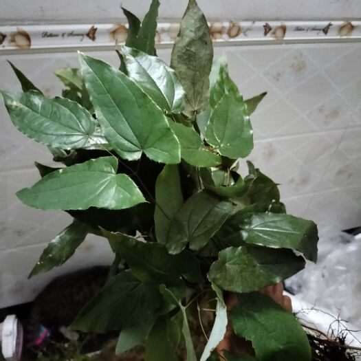 盐津县淫羊藿