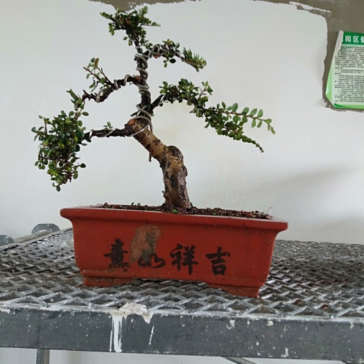 昭通十年老树，过度好