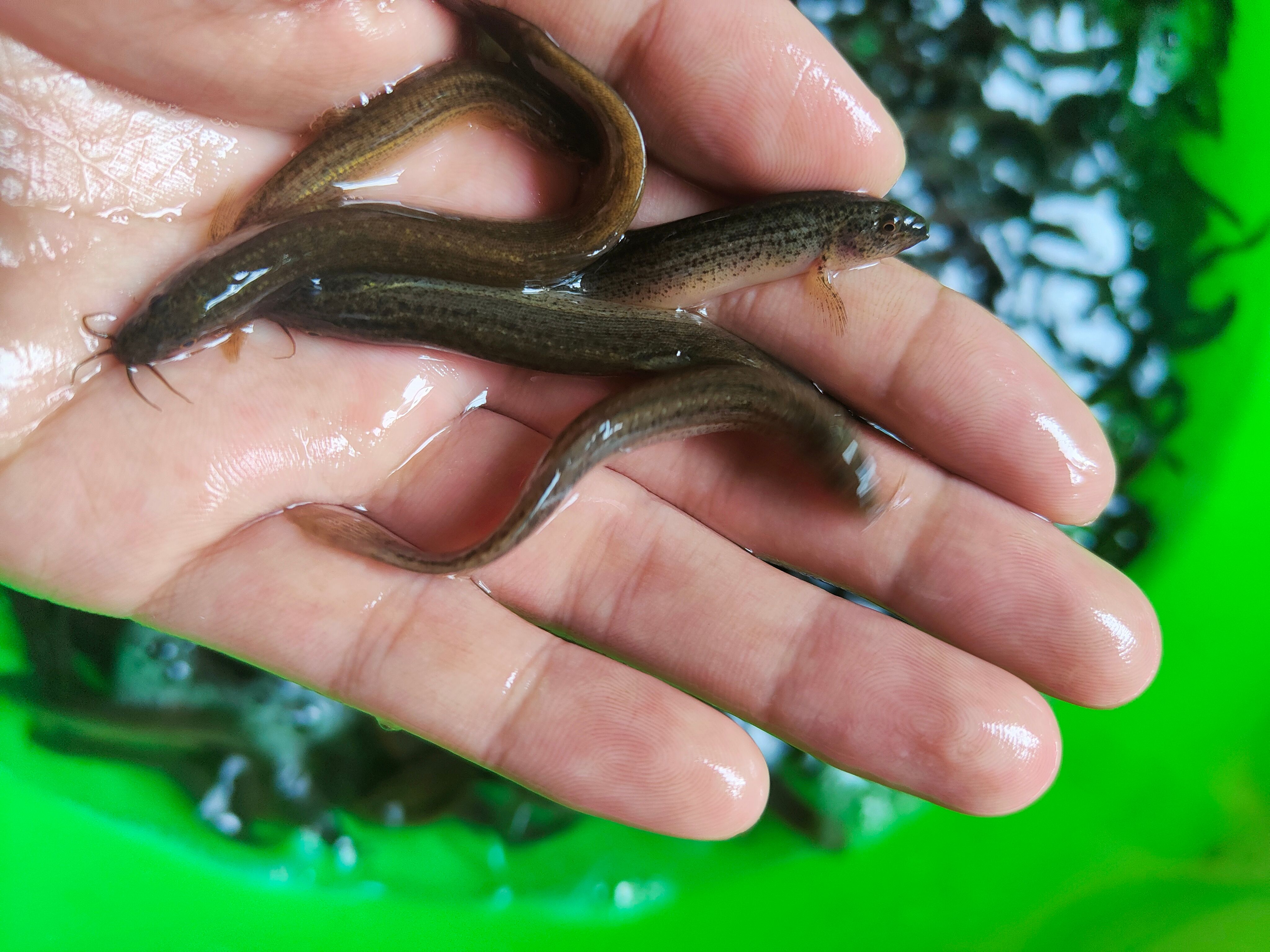 泥鳅鱼苗  杂交泥鳅  基地直供 价格优惠