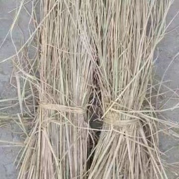 80公分长稻草，酒草，治沙