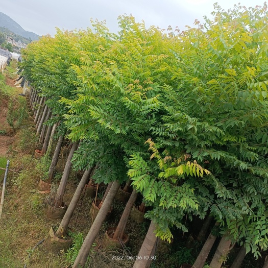 栾树 复叶栾树 常年供应各种规格栾树 质量放心