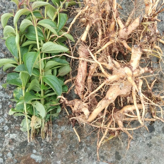 贵阳牡丹 根鲜品 中草药材山石榴大金古稔龅牙 500克