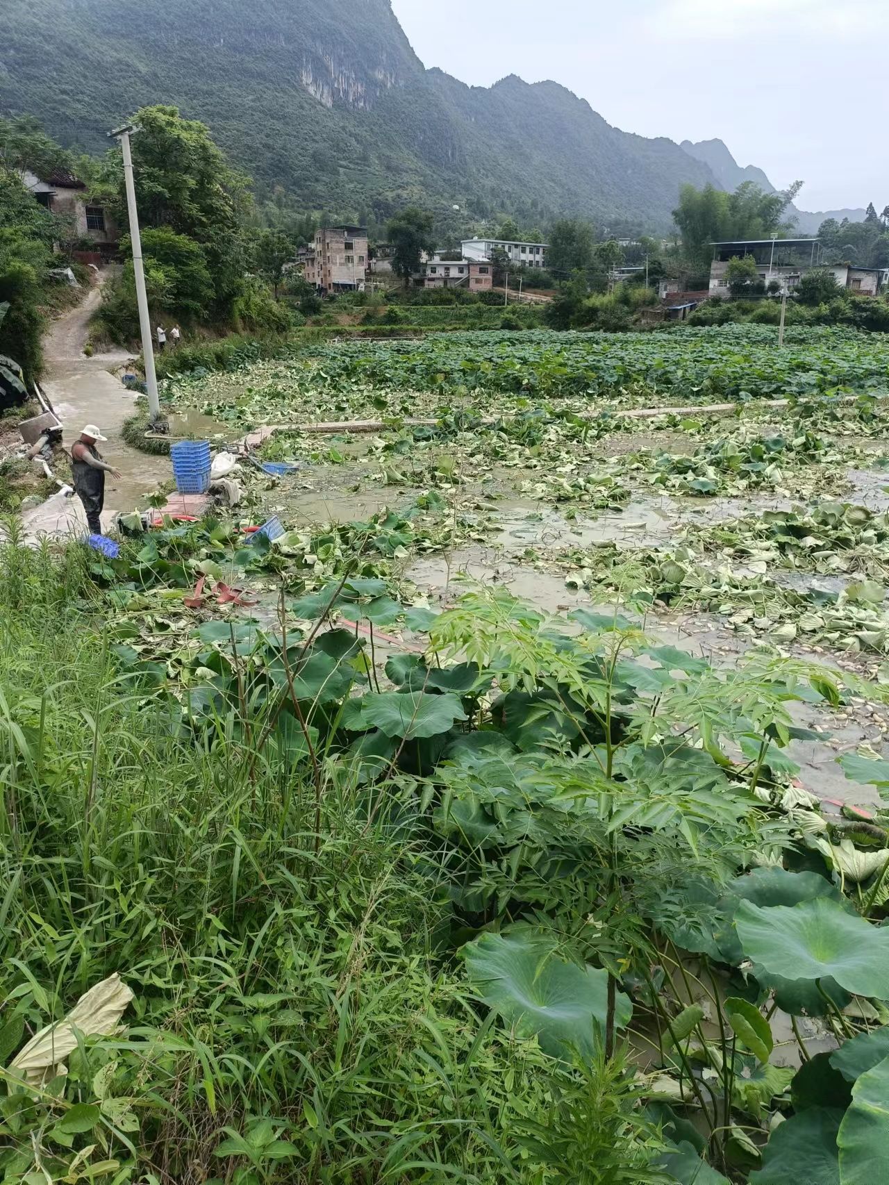 莲藕大量上市，基地直供。