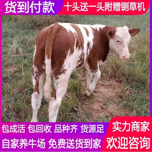 梁山县牛 杂交牛 活牛 牛犊