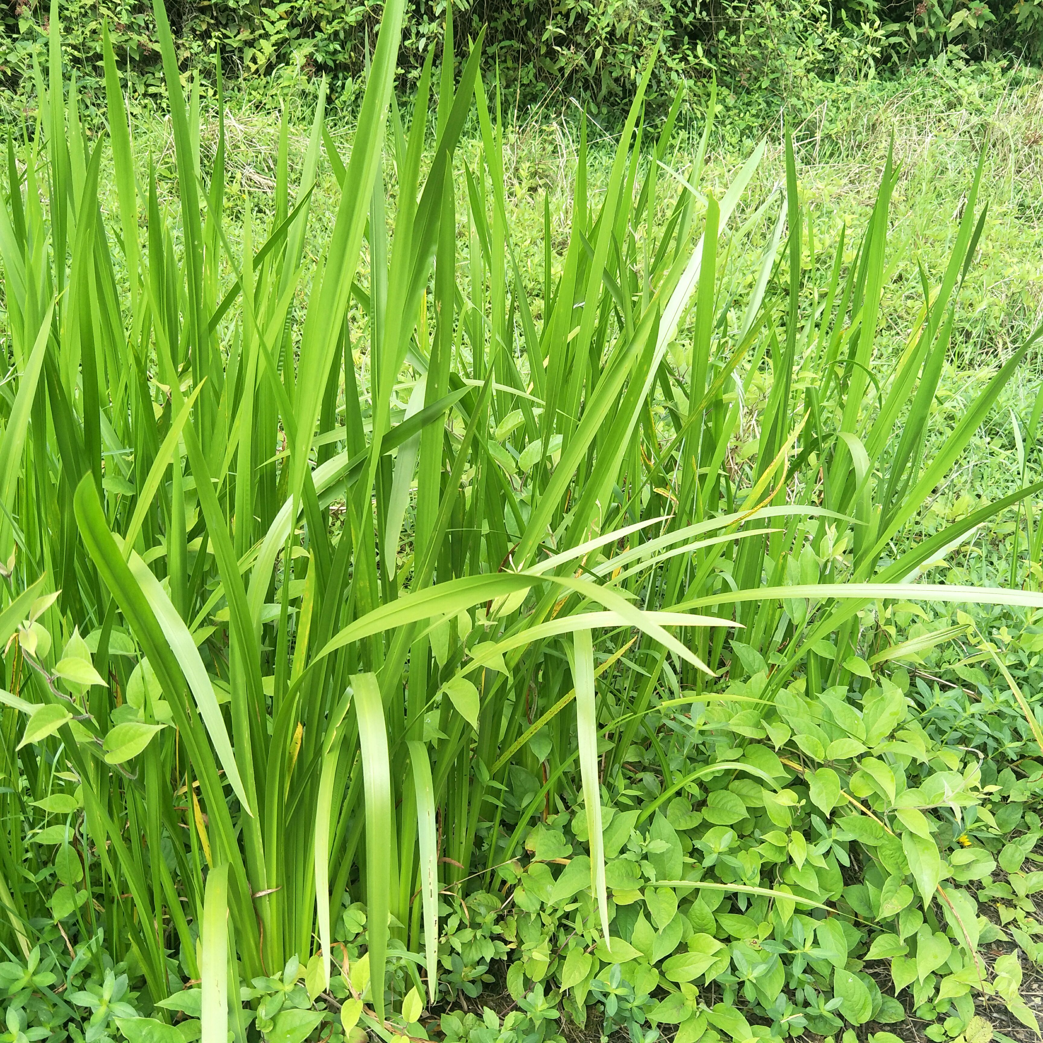 野生水蒲，天然生长，绿化盆栽，河堤，庭院池塘浅水陆地均易成活