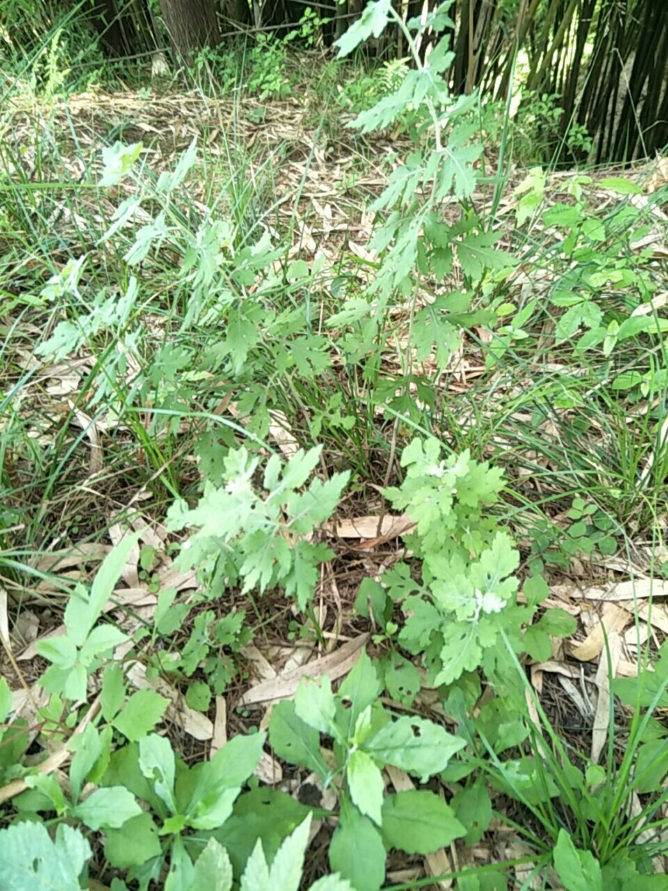 野菊花苗，天然生长，无化肥农药污染，绿化，盆栽，药材种植好！