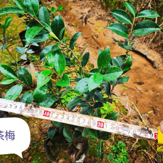 长沙县茶梅杯苗