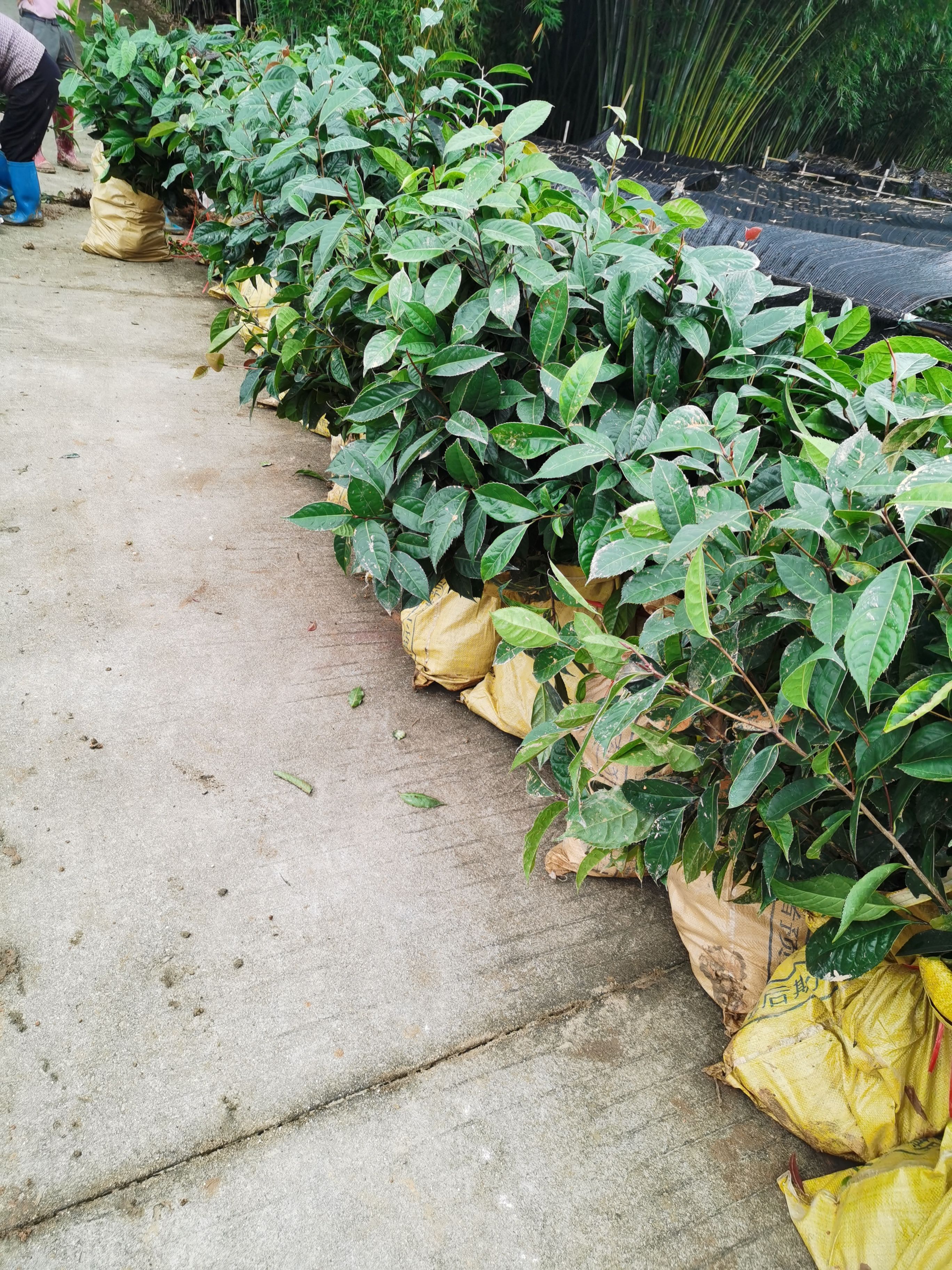 油茶树苗  大果红花油茶苗    红花油茶苗